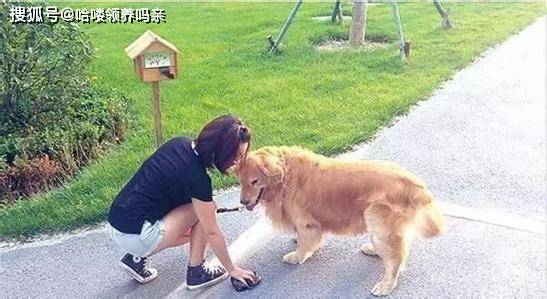狗狗训练学校_南京狗狗训练学校_狗狗训练学校多少钱