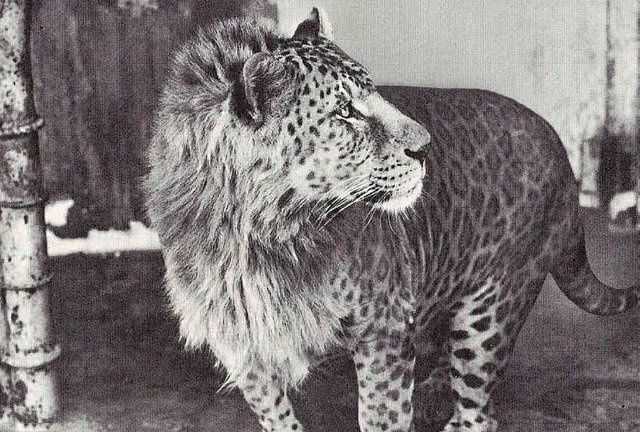 真实存在的杂交物种，高183cm重400kg的狮虎兽
