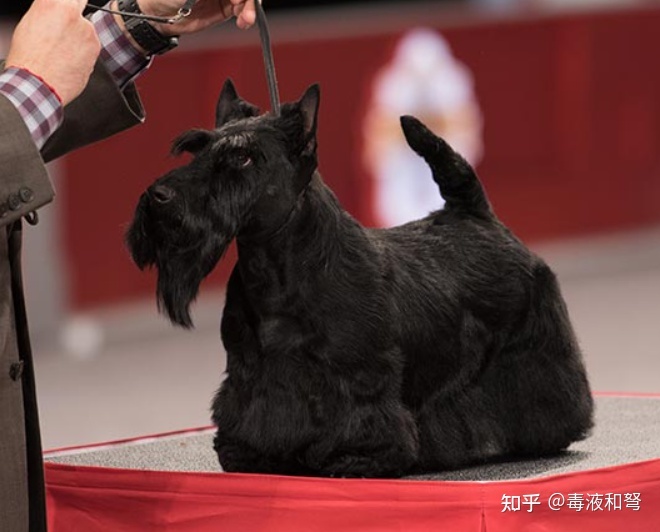 黑色西梗犬图片