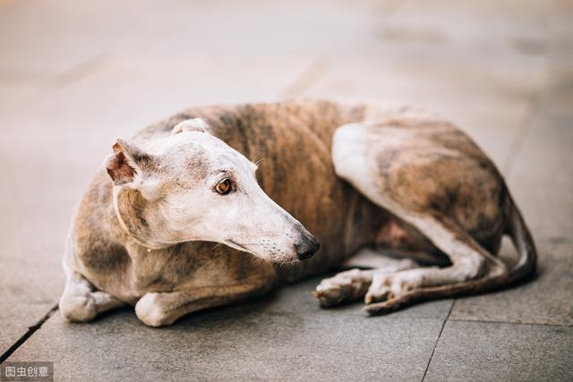 灵蹄细犬和格力犬的区别