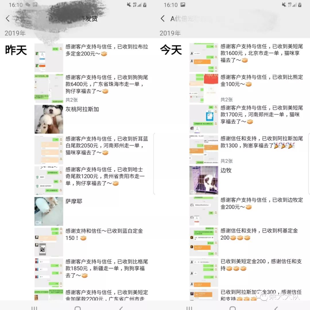 宠物店买到病狗_买到病狗去哪里投诉_怎么防止买到病狗