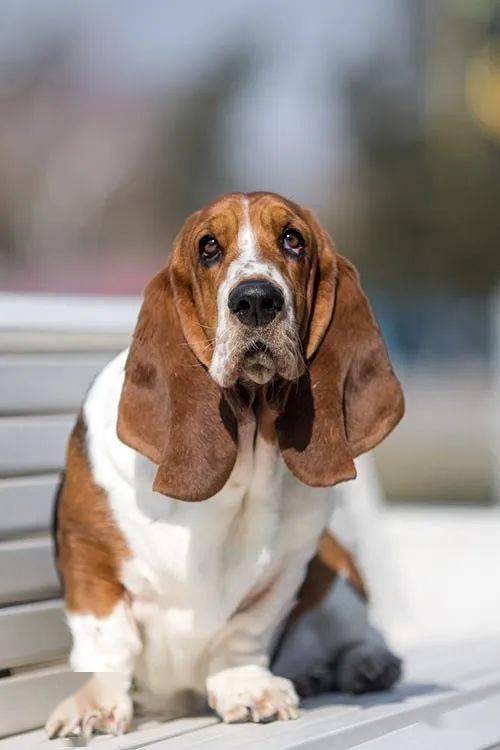 小短腿又胖的狗是啥狗_短腿狗有哪些品种_小短腿狗有哪些品种