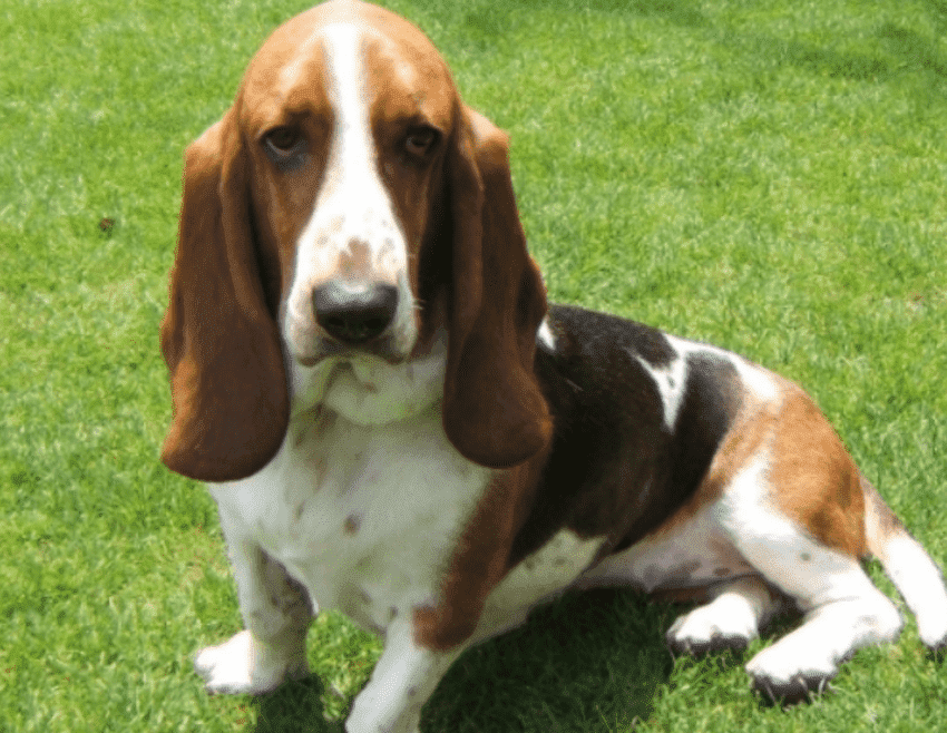 短腿狗有哪些品种_小短腿狗有哪些品种_小短腿又胖的狗是啥狗