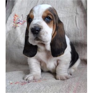 小短腿狗有哪些品种_短腿狗有哪些品种_小短腿又胖的狗是啥狗