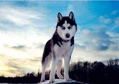 这六大狗狗，家乡都在俄罗斯，属于战斗民族的狗