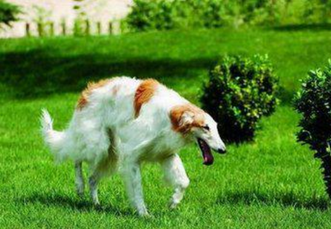 这六大狗狗，家乡都在俄罗斯，属于战斗民族的狗