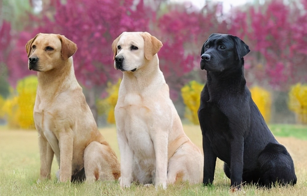 狗狗品种千千万，最受欢迎的是它们，你最想养哪一种？