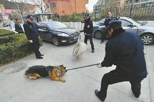 什么狗最好养_广州养狗_新手养什么狗最好,要聪明的狗