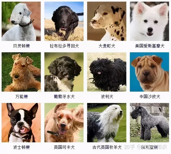 常见小型犬品种大全图片