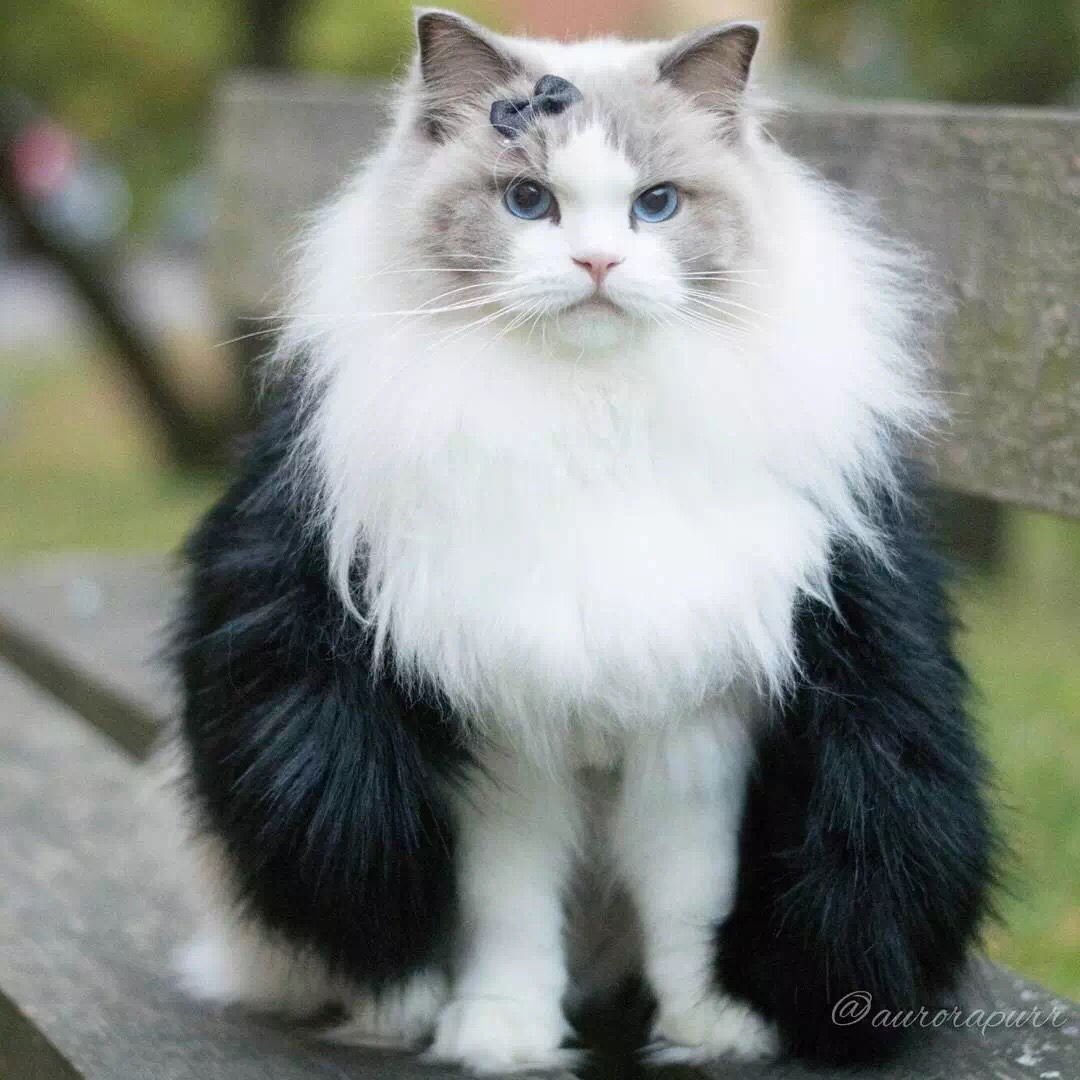 布偶猫丨蓝双色