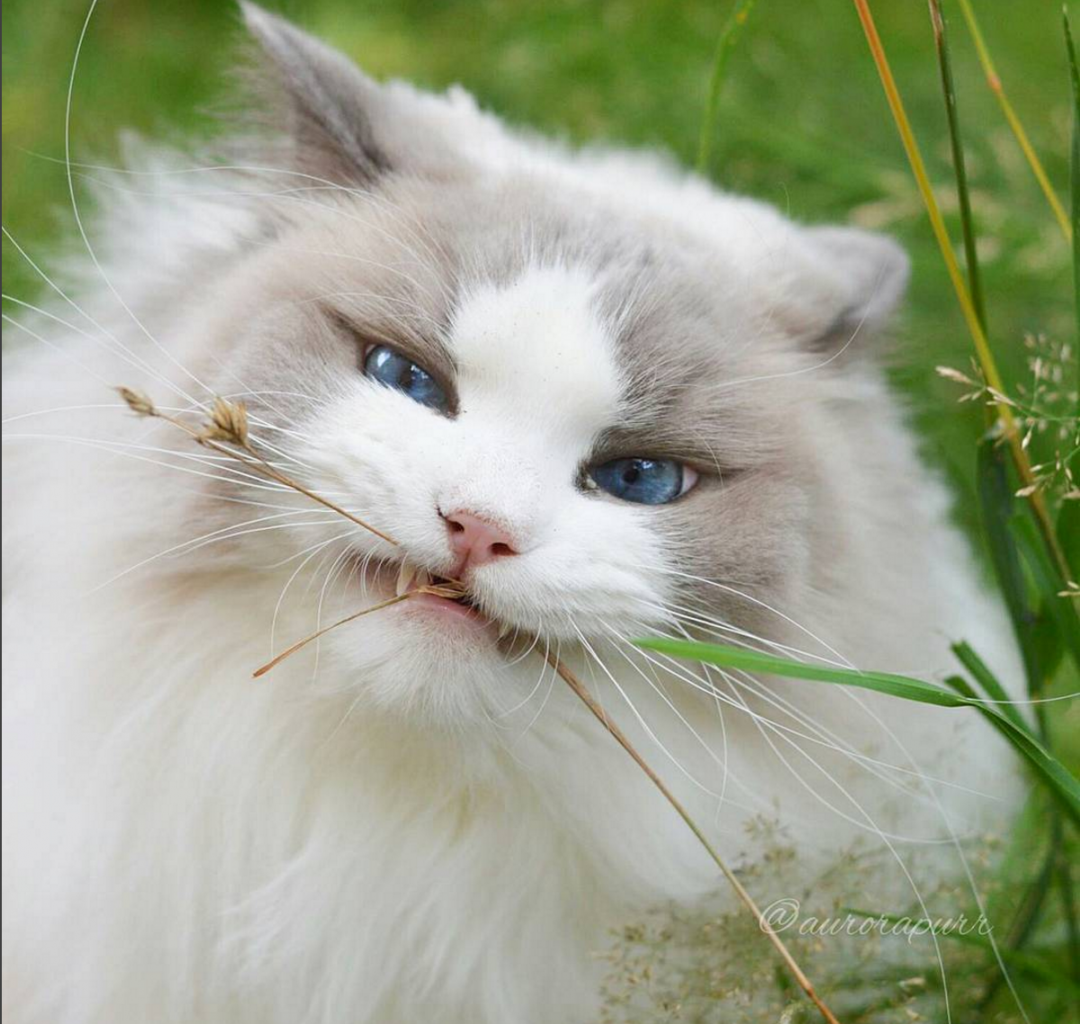 布偶猫丨蓝双色