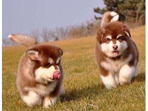 天宇雪橇犬基地 病狗_雪橇犬拉雪橇领头犬_天宇雪橇犬基地病狗