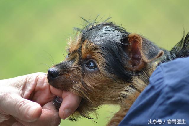 讲真的，只是被狗蹭破了皮也要打狂犬疫苗吗？｜十万个求生指南