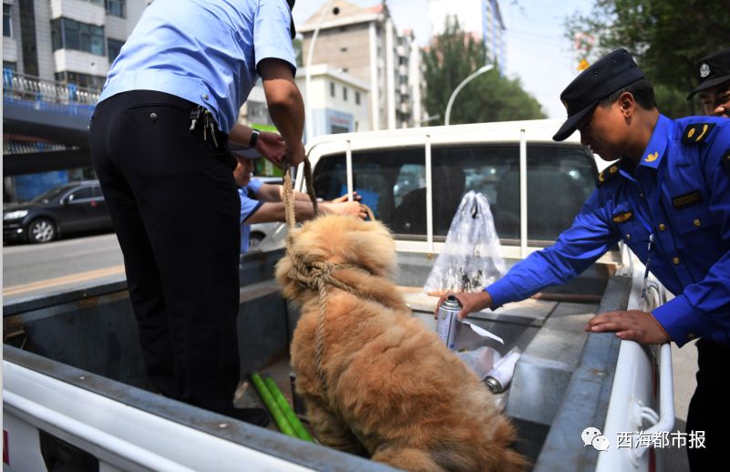 西樵论坛卖病狗_病狗_狗布鲁氏杆菌病