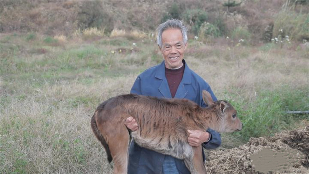 大头平胸龟成体铜色是那里品种_大头狗是什么品种_狗品种大头