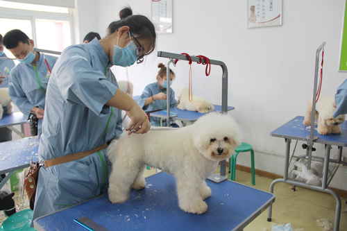 有美容专业的学校_乌鲁木齐哪有狗狗美容培训学校_有培训开锁的学校吗