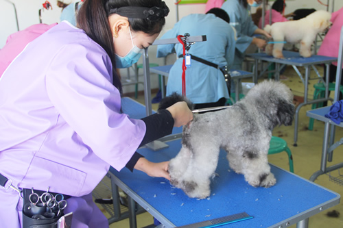 学狗狗美容_学狗狗美容要多少钱_学狗狗美容