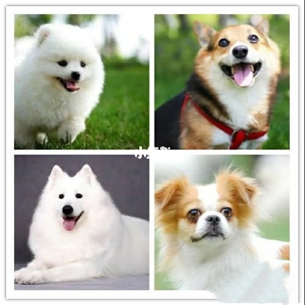 十大最萌的狗排名图片