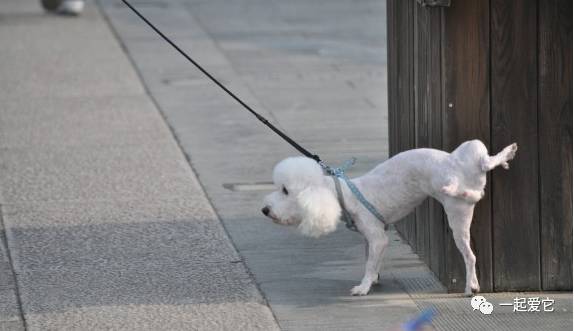 怎样训练狗狗大小便乐乐_狗狗训练学校打狗狗吗_狗狗繁殖乐乐地带