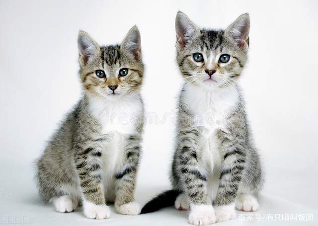 猫比狗好养吗_养狗还是养猫_狗和猫能一起养破财吗