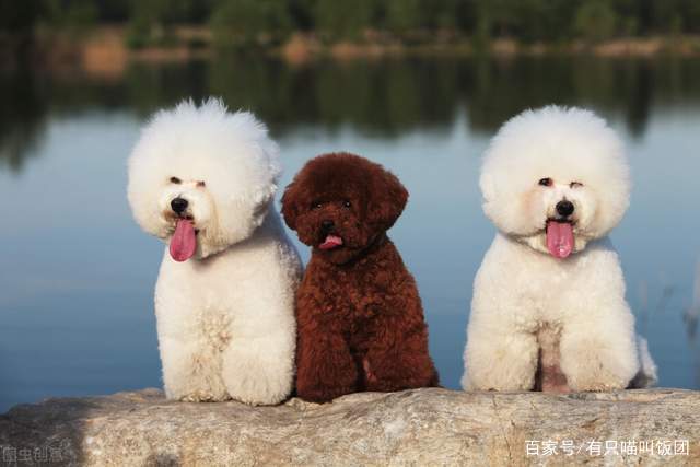 狗和猫能一起养破财吗_猫比狗好养吗_养狗还是养猫