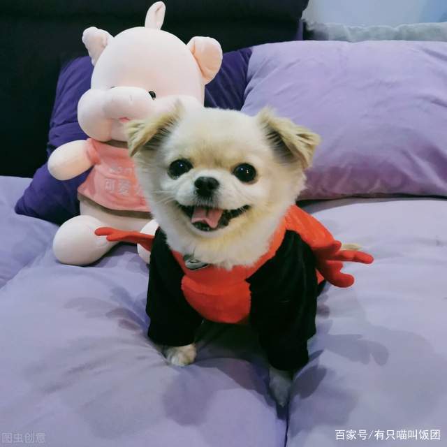 养狗还是养猫_猫比狗好养吗_狗和猫能一起养破财吗