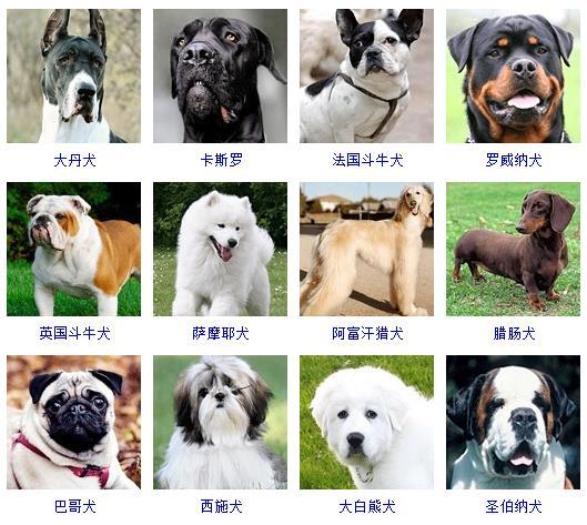 各类犬种图片图片
