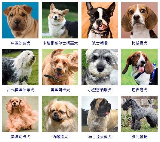 狗种类名称图片