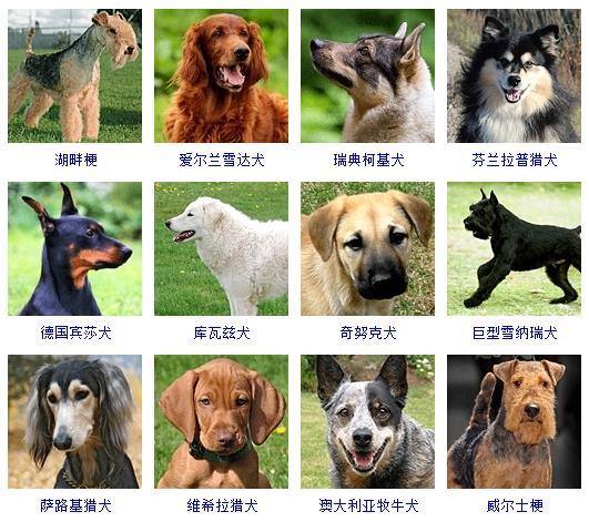 名犬的种类和图片大全图片