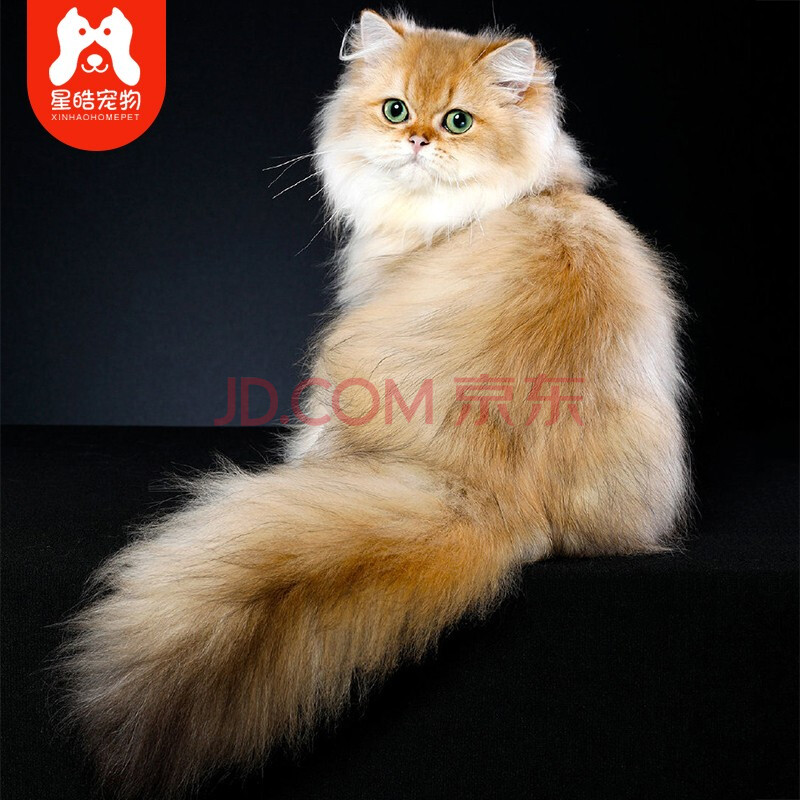 猫类比如加菲猫猫品种图鉴宠物猫品种图片大全(组图)
