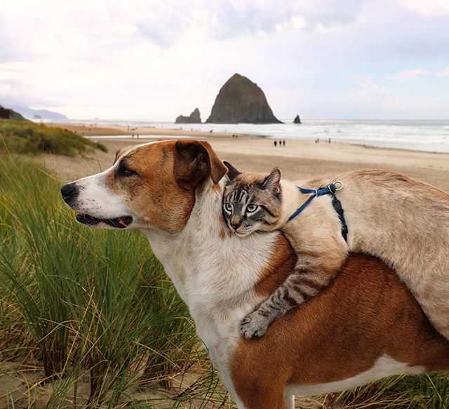 狗找狗猫找猫乌龟_泰迪狗茶杯狗好养吗_养猫 养狗