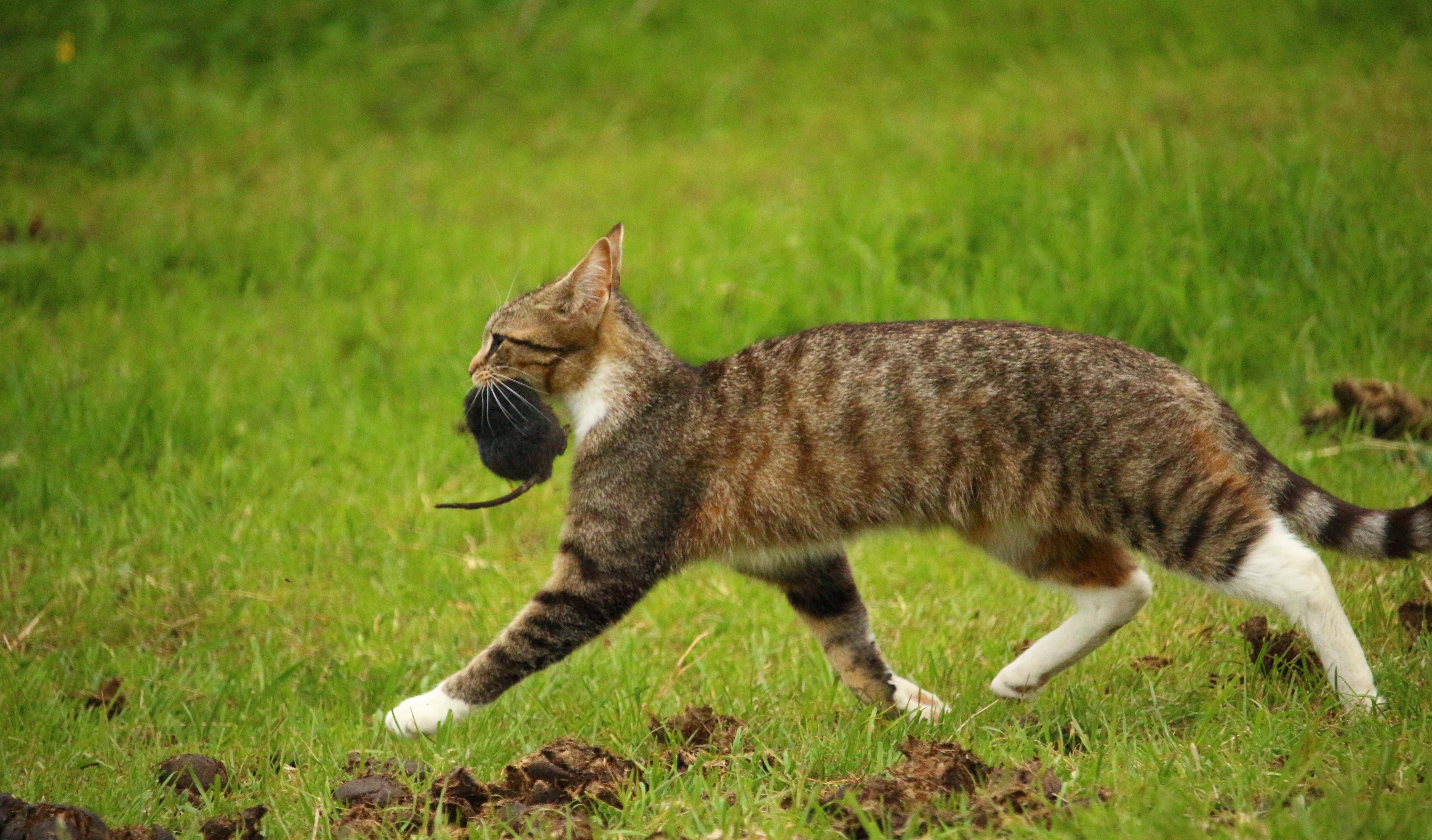 品种猫能抓老鼠吗_猫和老鼠狗猫老鼠和解_猫和老鼠里的狗品种