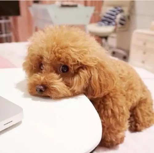 比熊狗好还是泰迪狗好_泰迪熊狗怎么挑选好品种_长不大的泰迪狗属于什么品种