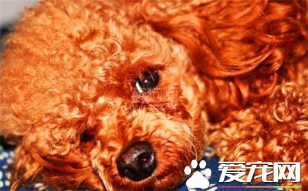 贵宾犬训练难度 贵宾犬十分容易训练的狗狗