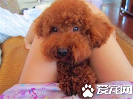 贵宾犬训练难度 贵宾犬十分容易训练的狗狗