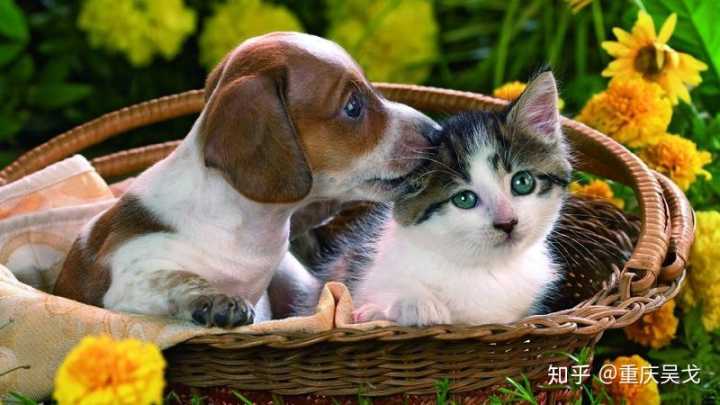 相狗秘诀什么狗养不得_养狗还是养猫_新手养什么狗最好，要聪明的狗