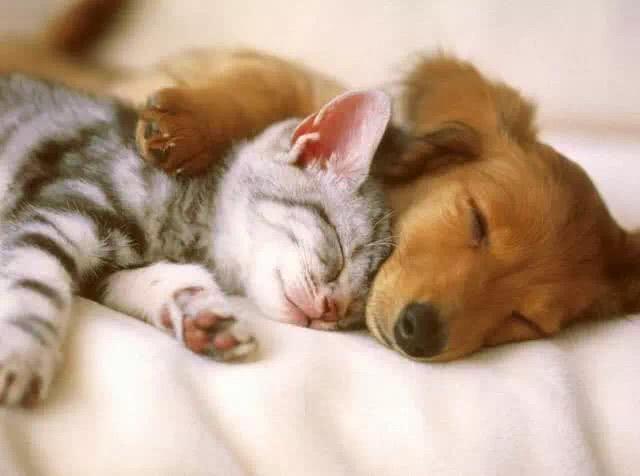 相狗秘诀什么狗养不得_养狗还是养猫_新手养什么狗最好，要聪明的狗