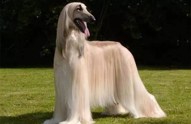 毛发最长的6种狗狗，走路自带鼓风机，满满的主角光环！
