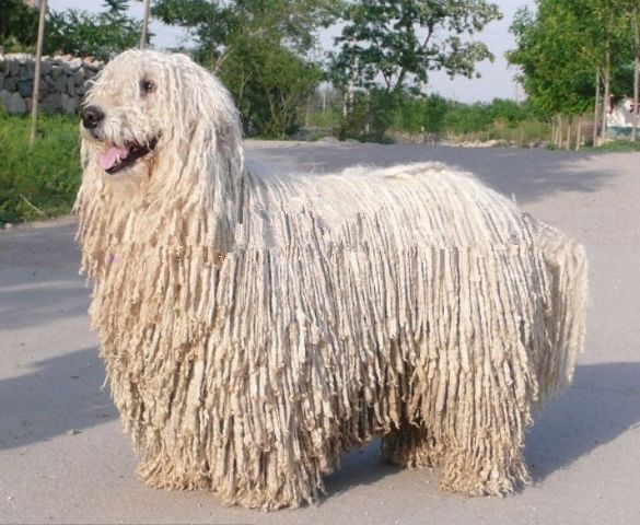 毛发最长的6种狗狗，走路自带鼓风机，满满的主角光环！