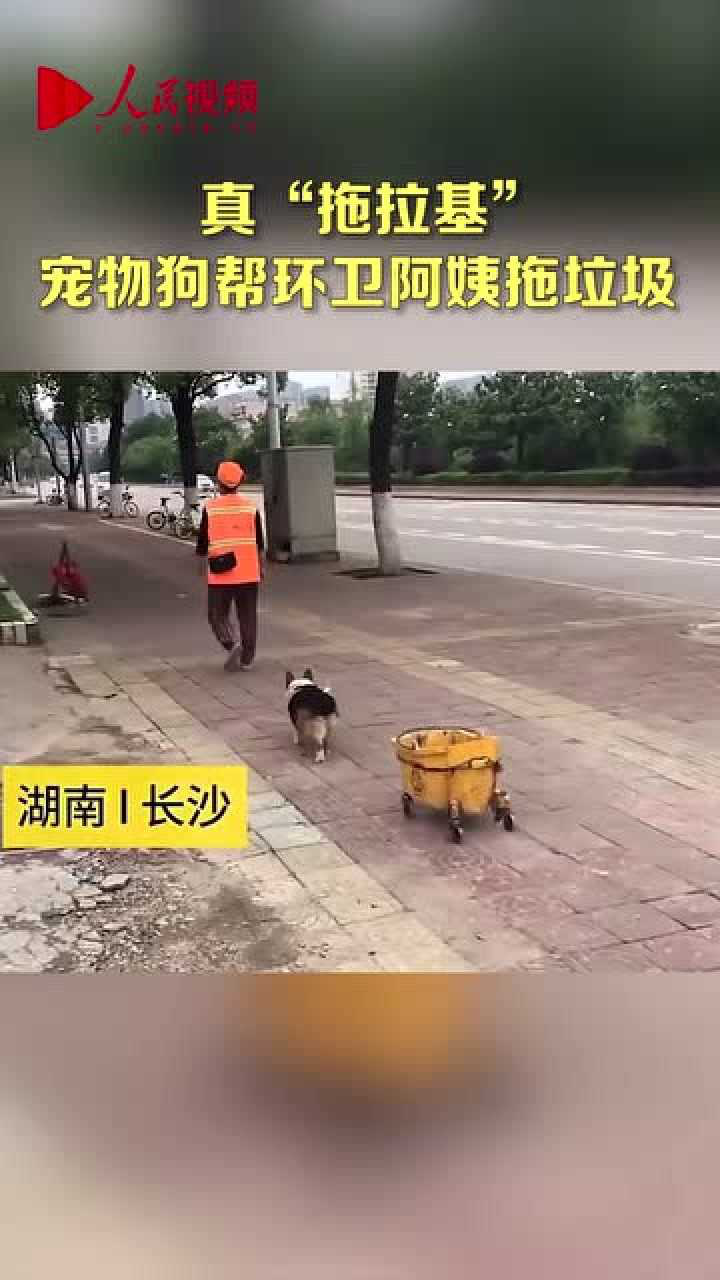 超狗任务的狗是什么品种_狗品种_玩具狗品种迷你狗品种