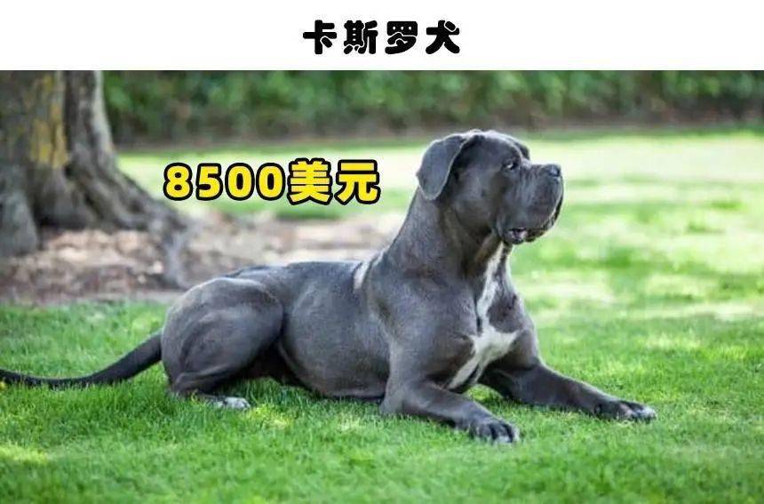 世界上最大的狗 品种_世界最丑的狗品种排名_世界最大的狗品种