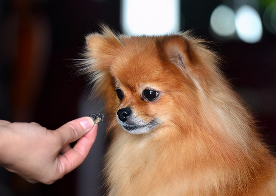 博美犬怎么训练（训练博美犬的六大要点）