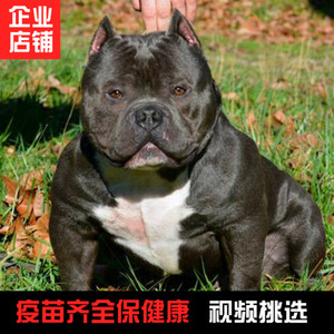 世界上最大的狗品种_世界十大丑狗品种_什么品种狗水门大