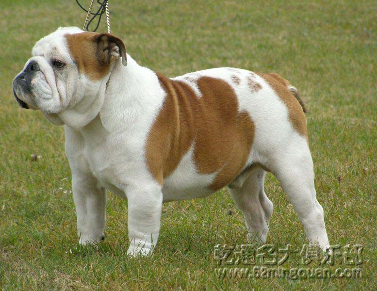 世界上最大的狗品种_什么品种狗水门大_世界十大丑狗品种