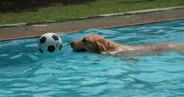 金毛犬的游泳训练