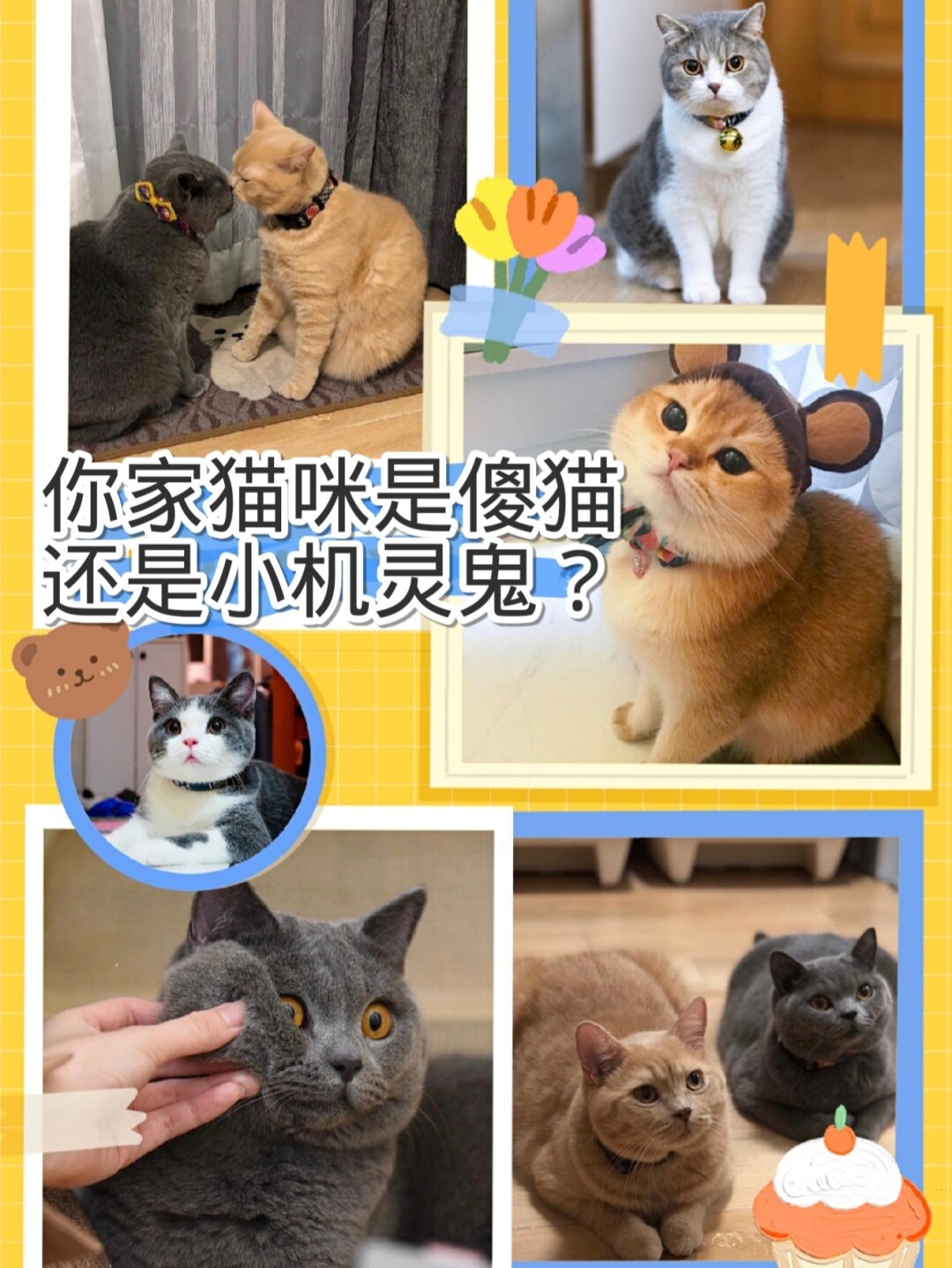 世界猫类智商排名_宠物狗排名智商排名_猫的智商排名