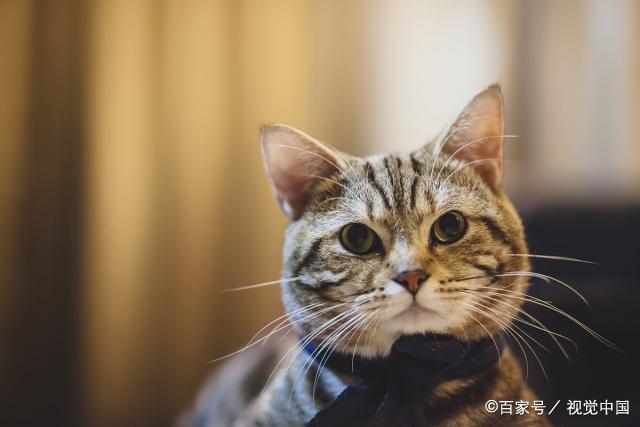 猫的智商和狗的智商_世界猫智商排名_猫的智商排名