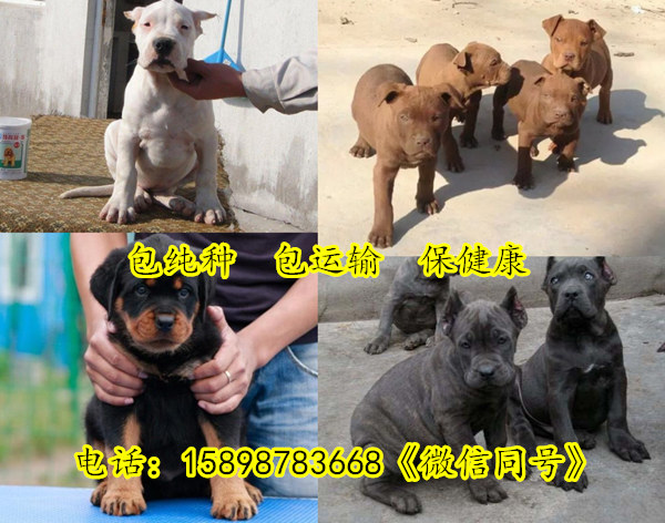 安徽芜湖繁昌县哪里有出售细狗的价位是多少