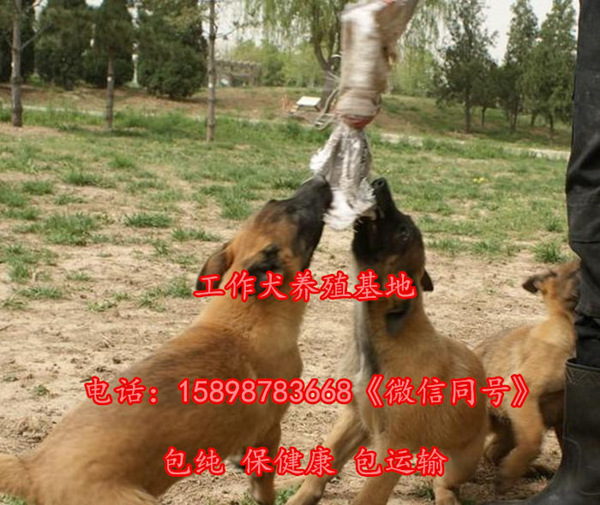 安徽芜湖繁昌县哪里有出售细狗的价位是多少