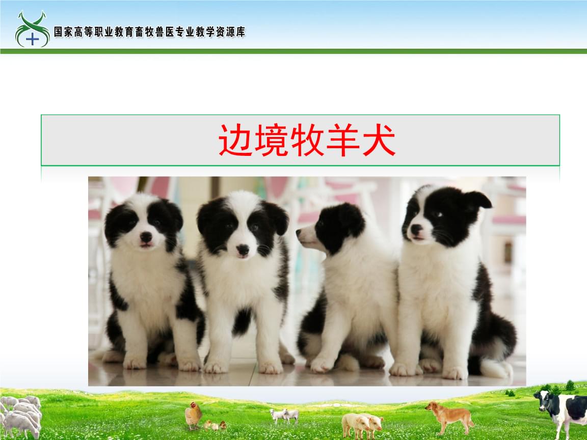 北京养狗规定大型犬_大型狗犬舍设计图_什么大型狗好养